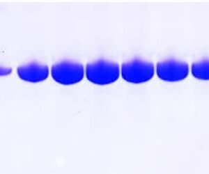 Protein Purification