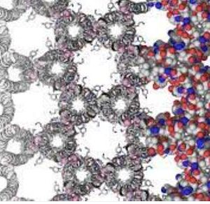 Protein Labelling/Engineering